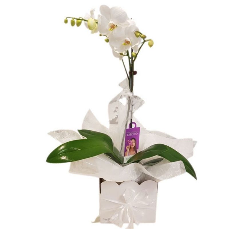 Phalaenopsis white Orchid Plant