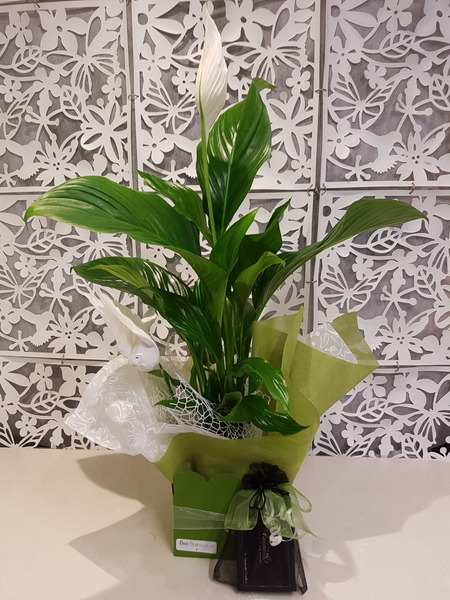 Testimonial for Peace Lily with White Dove