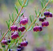 fragrant boronia bush brown colour flowers