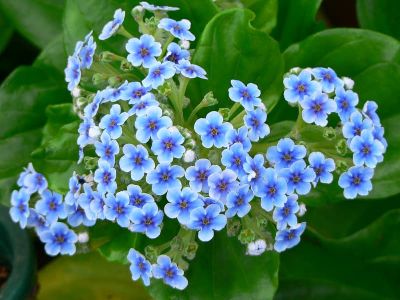 Blue Chatham Island Forget me not Flowers NZ