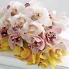 cymbidium orchids in pink cream and yellow showing the red spots on the orchid throat