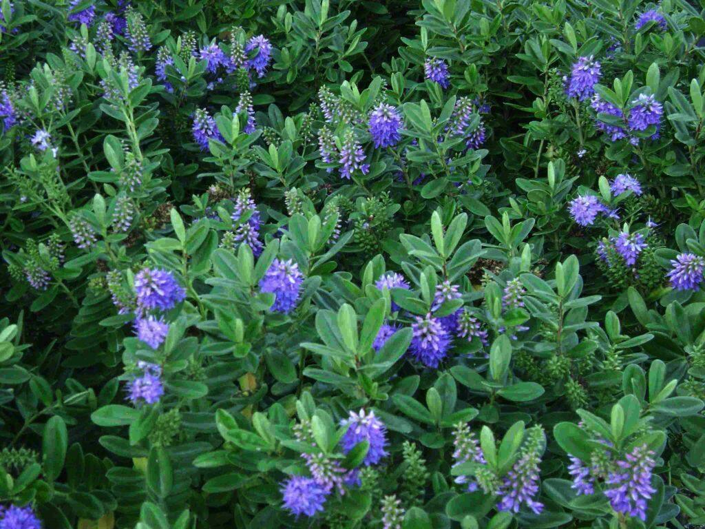 Blue hebe Flowers NZ