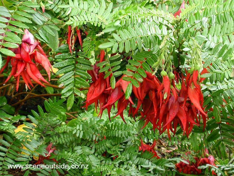 Kaka beak Flowers NZ