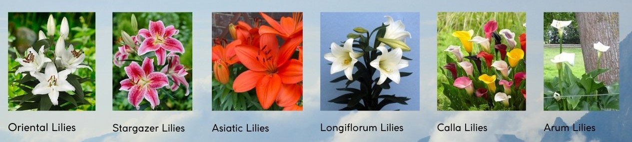 lily images: Oriental lily, stargazer lilies, asiatic lilies, calla lilies, arum lilies.
