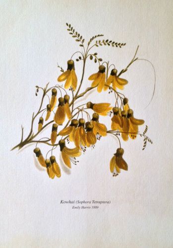 lithograph of nz native kowhai Sephora flowers