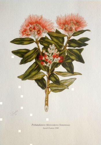 lithograph of native nz pohutukawa flowers