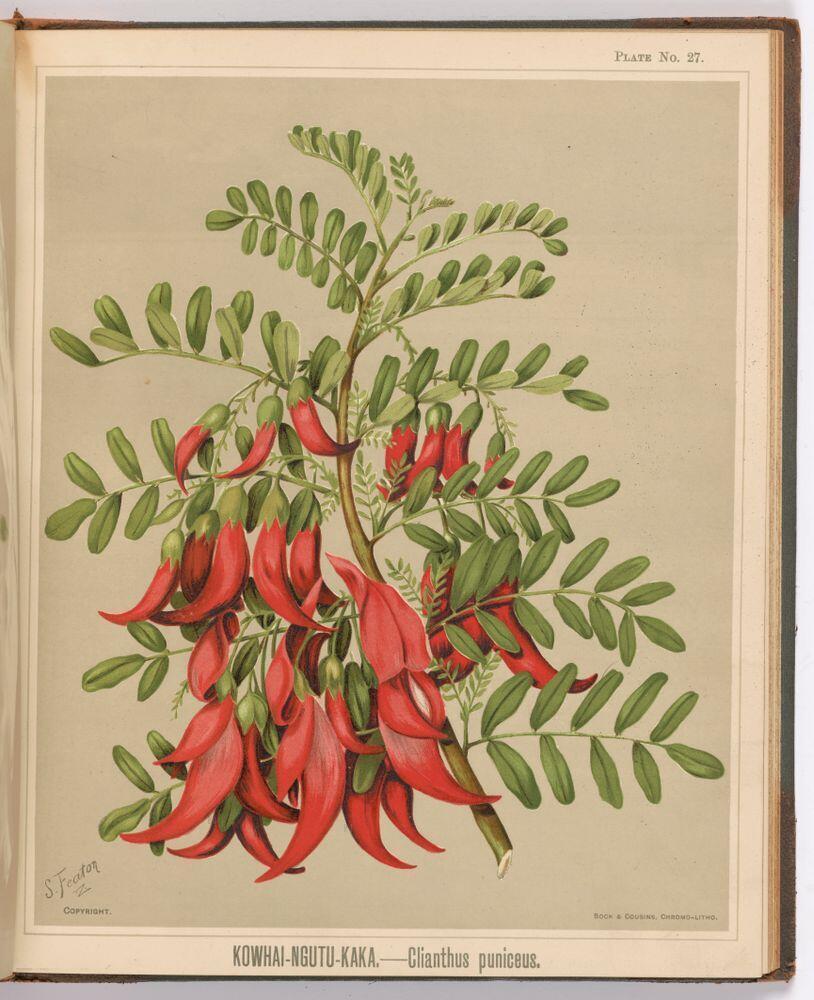 lithograph illustration of New Zealand native Kaka Beak Flower