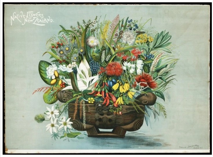lithograph of NZ native flowers of New Zealand.