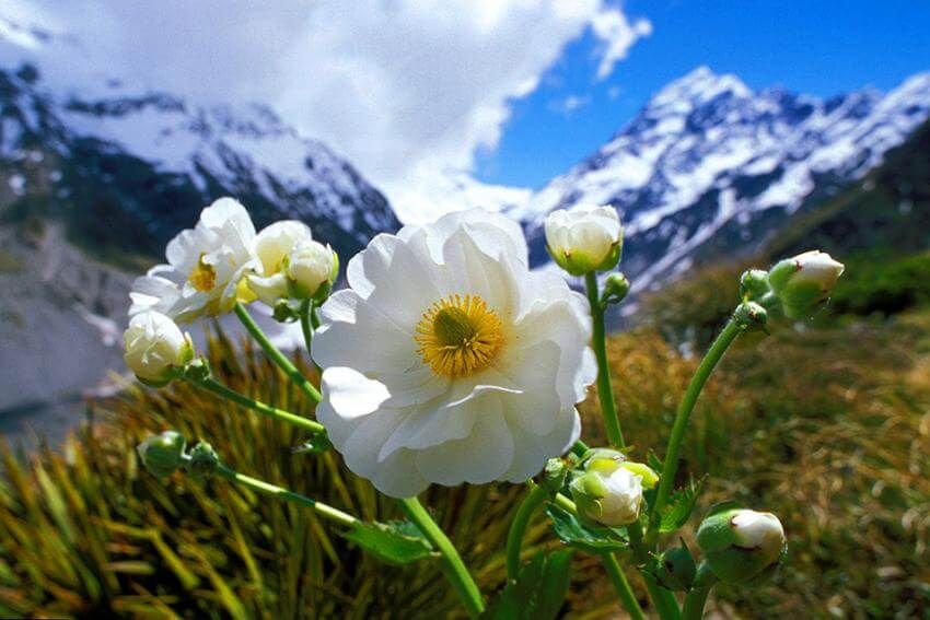 Mt Cook Lily Flowers NZ