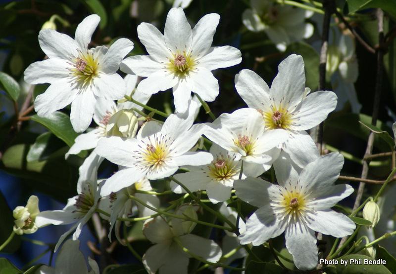 Native Clematis Flowers NZ