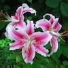 pink stargazer lily