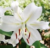 white oriental lily