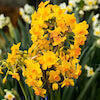 yellow soleil d'or jonquils