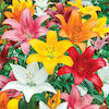 colourful mixture of asiatic lily flowers