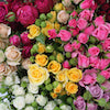 spray roses showing white, pink, hot pink and yellow varieties