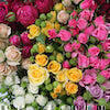 spray roses showing white, pink, hot pink and yellow varieties