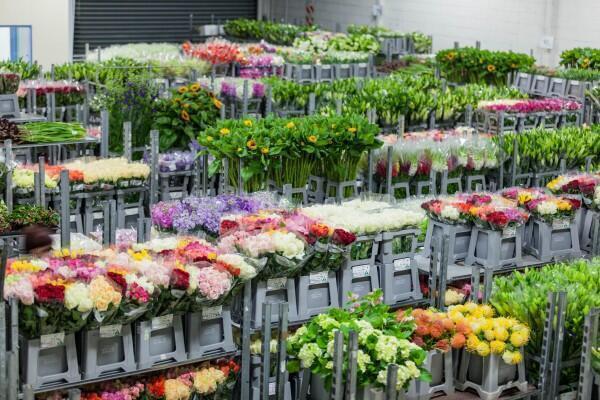 flowers on display at the auckland flower auctions NZ