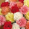 beautiful fragrant carnations in assorted colours