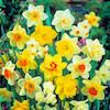 a big mixture of different coloured daffodil varieties