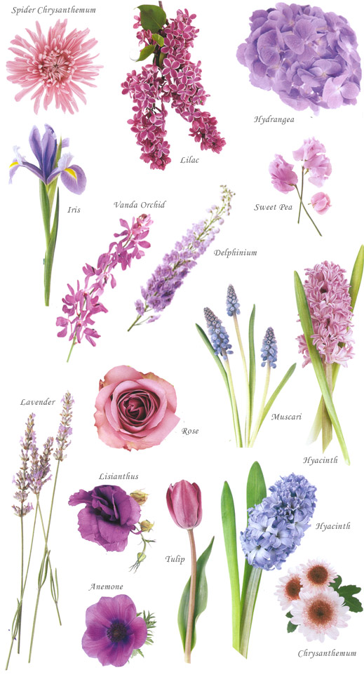 image showing a composite of different purple flowers