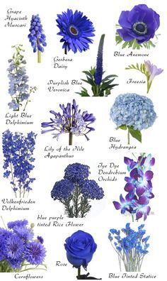 image showing a composite of different blue flowers