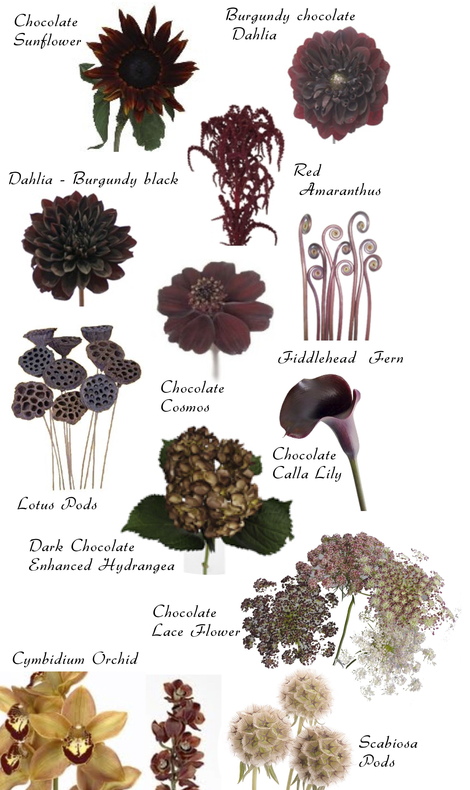 image showing a composite of different brown botanicals and flowers