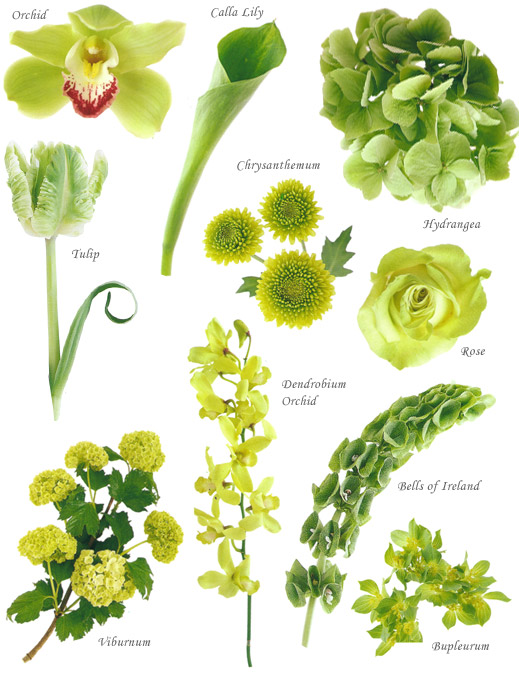 image showing a composite of different green flowers