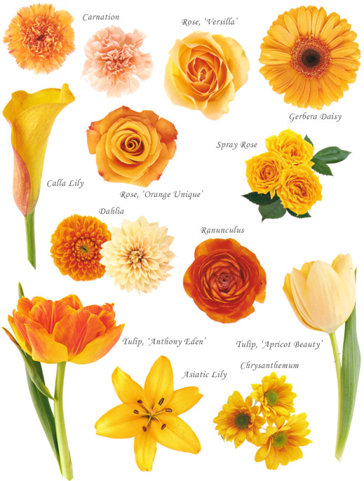 image showing a composite of different orange flowers