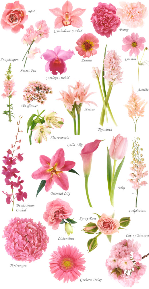 image showing a composite of different pink and cerise flowers
