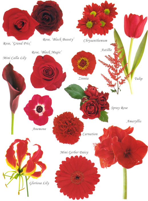 image showing a composite of different red flowers