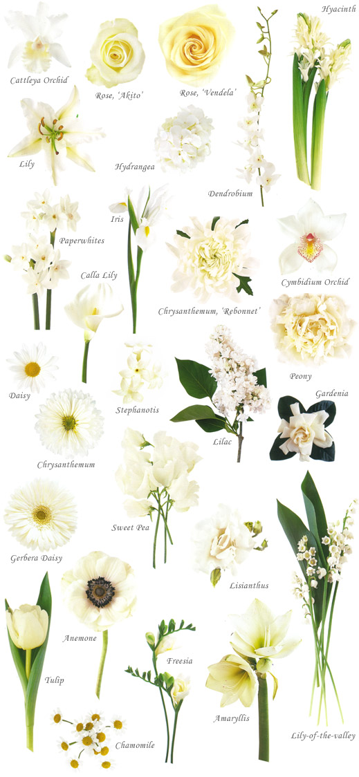 image showing a composite of different white flowers