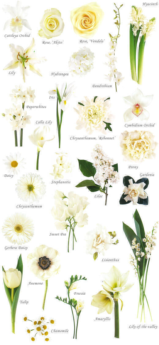 image showing a composite of different white flowers