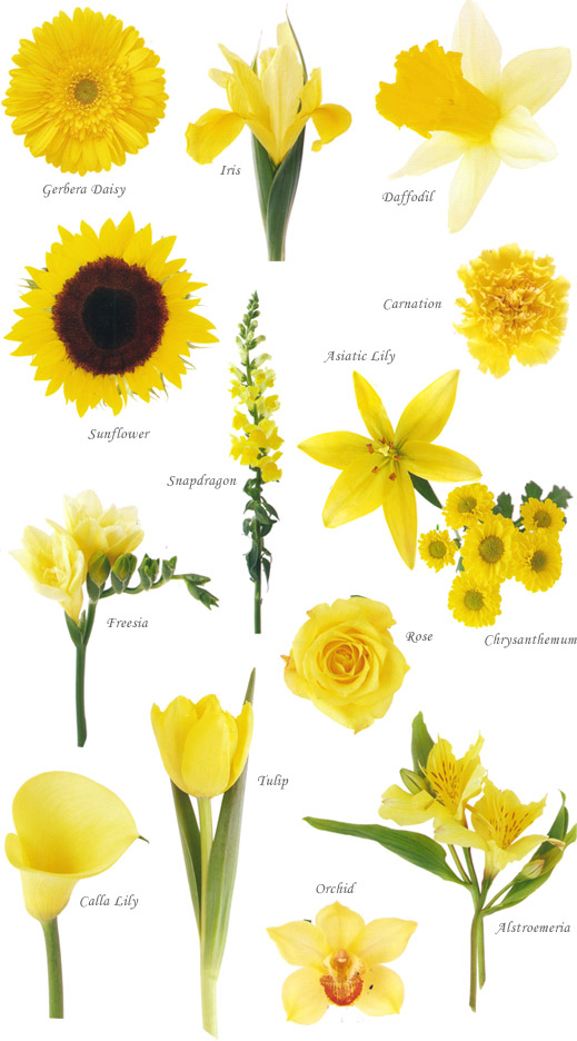 image showing a composite of different yellow flowers