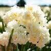 cream coloured clusters of earlicheer blooms