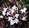 jasmine blooms in white with pink buds