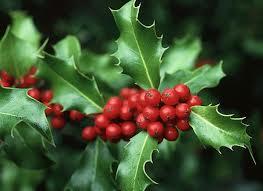 holly red berries and prickly leaves