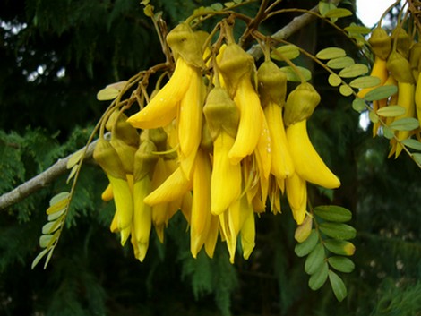 Yellow Kowhai Flowers NZ
