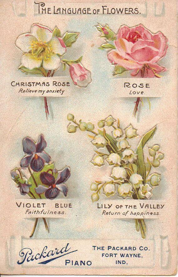 The meanings of flowers - Verdissimo