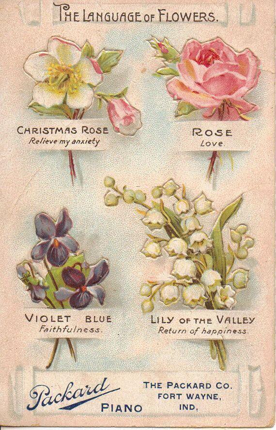 language of flowers image plate