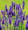 blue hidcote lavender flowers