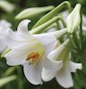 white longiflorum lily bloom (Christmas Lily)