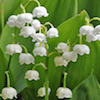 close up of waxy white lily of the valley blooms