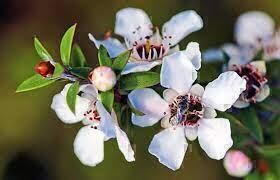 Manuka blossom Flowers NZ