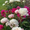 a mix of peonies growing pink, crimson, white peonies