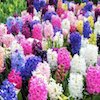 hyacinth blooms in a wide variety of colours, blue, pink, white, lemon and burgundy