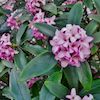 close up of the fragrant daphne bush and its small clusters of pink florets