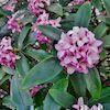 close up of the fragrant daphne bush and its small clusters of pink florets