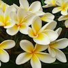 frangipani blooms of white with yellow centres