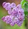 lilac blooms