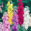 matthiola stock flower in a wide choice of colours lemon, mauve, pink, purple, white
